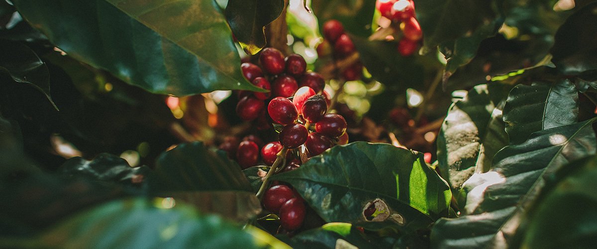 Frutas e folhas de café na plantação