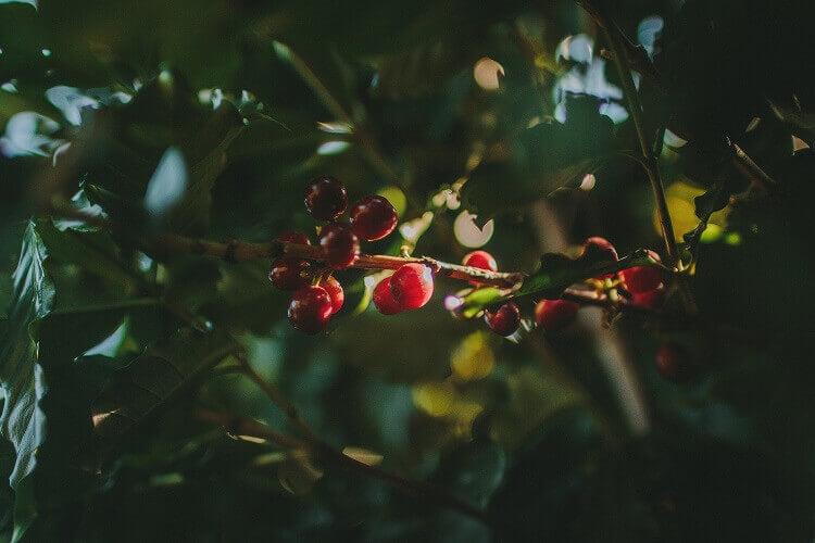 fruto café maduro
