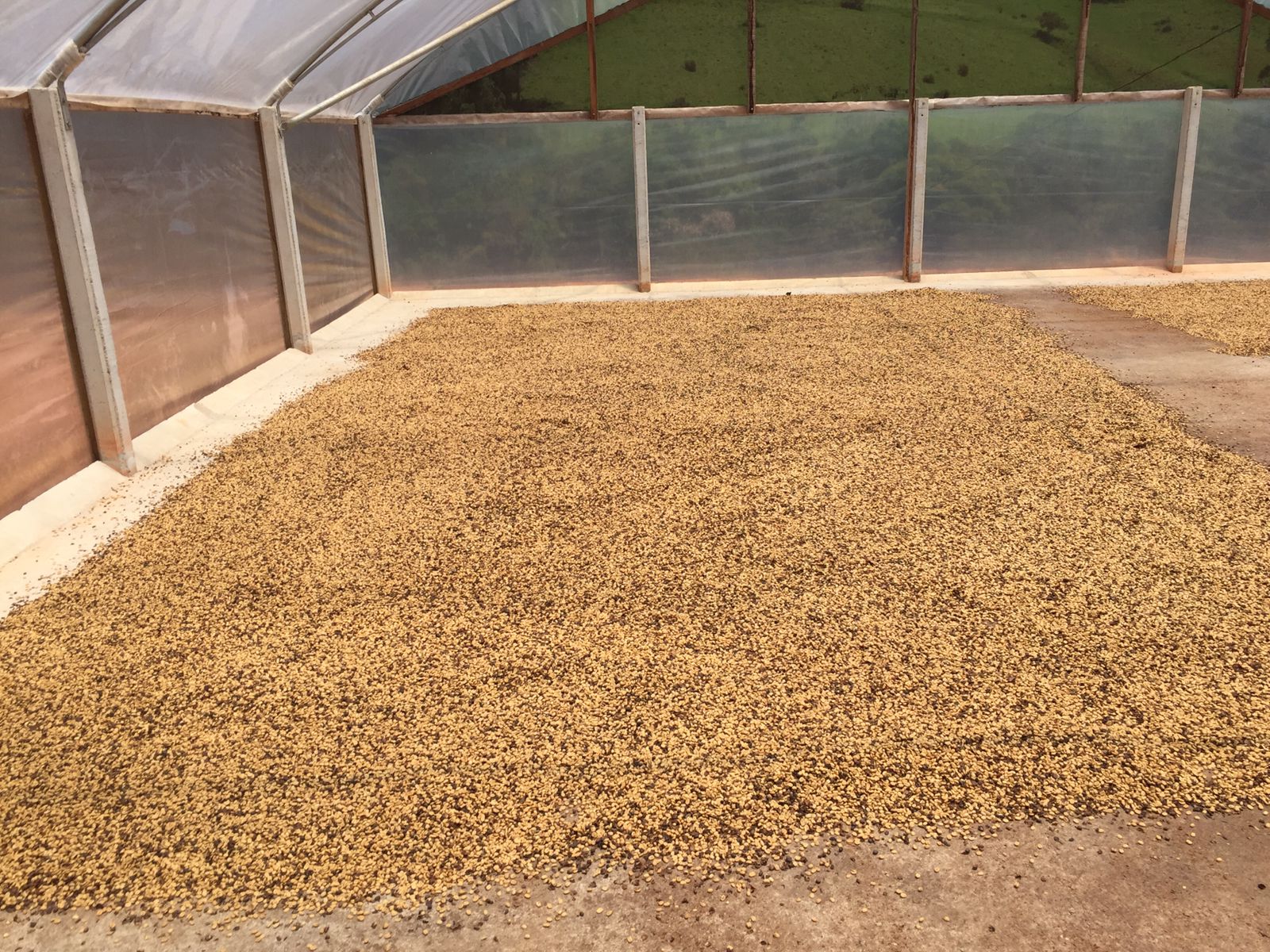 Grãos de café secando em estufa