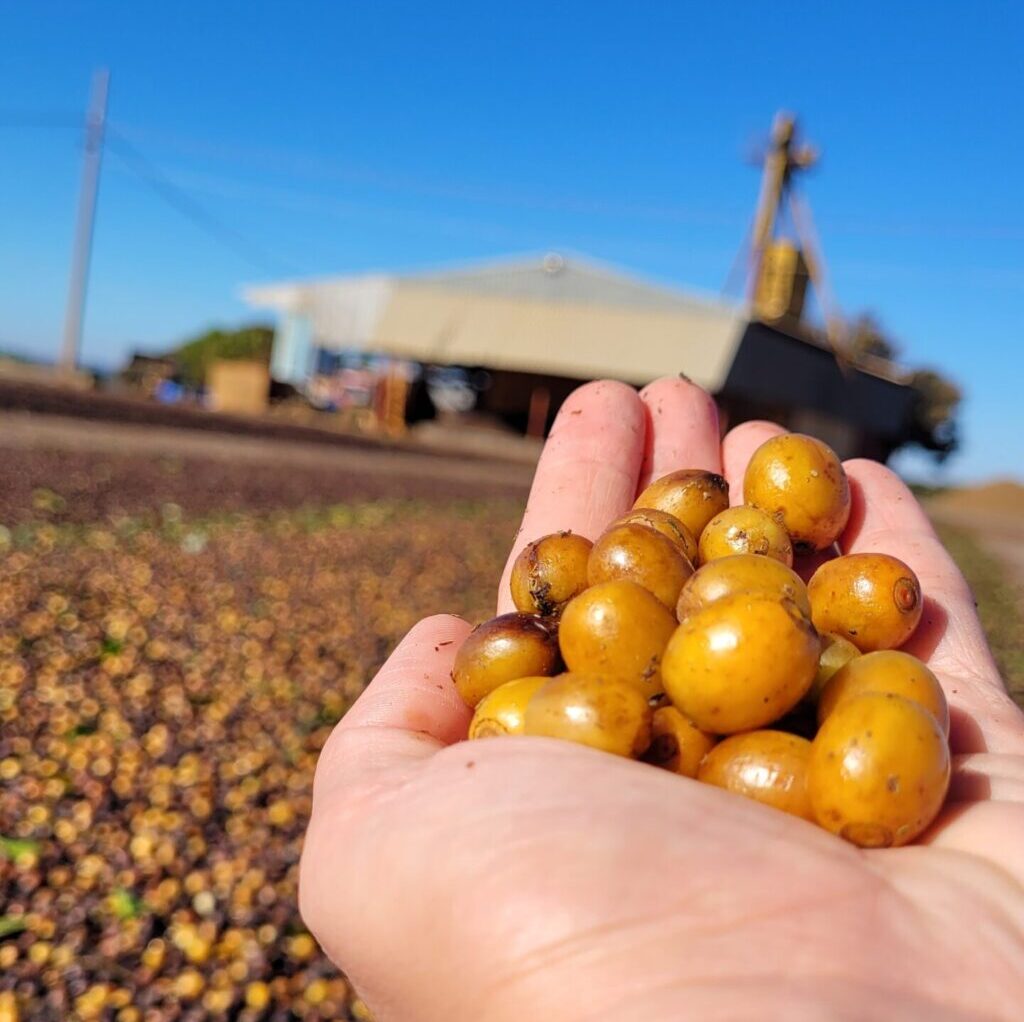 Mão segurando frutos de café amarelos na frente de colheita