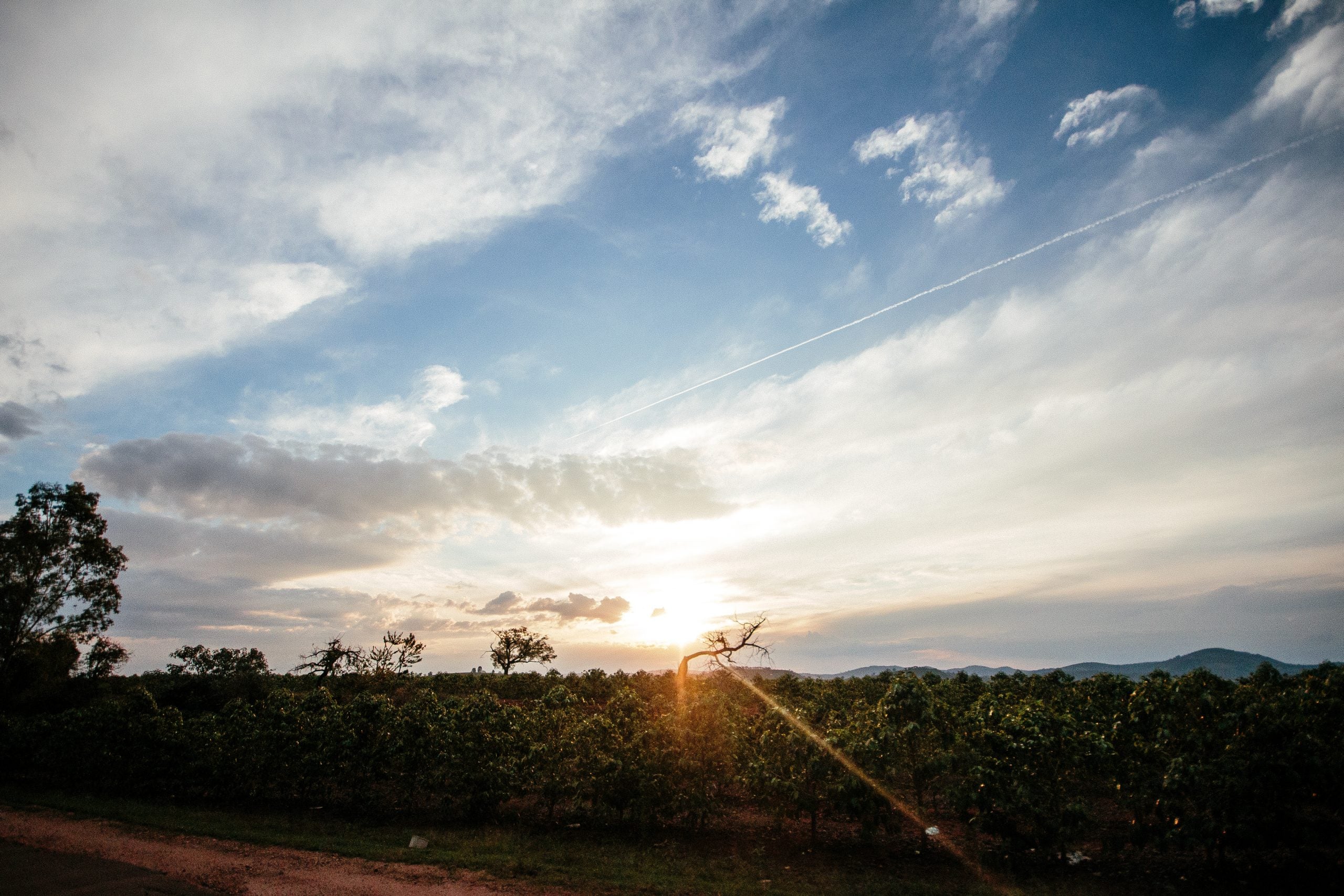 Nascer do sol na plantação de café