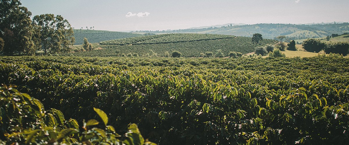 Terroir plantação de café