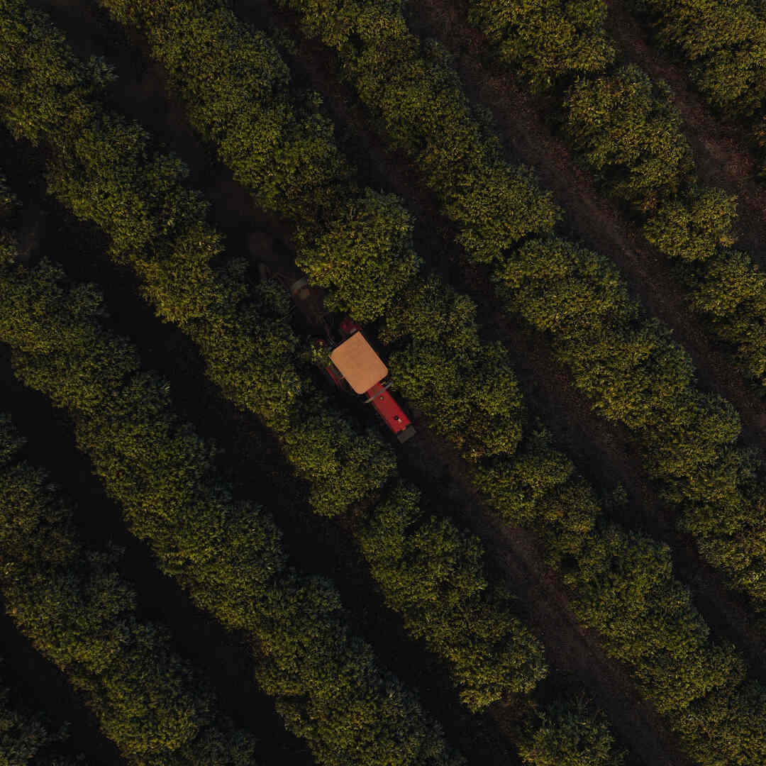 Visão aérea plantação de café