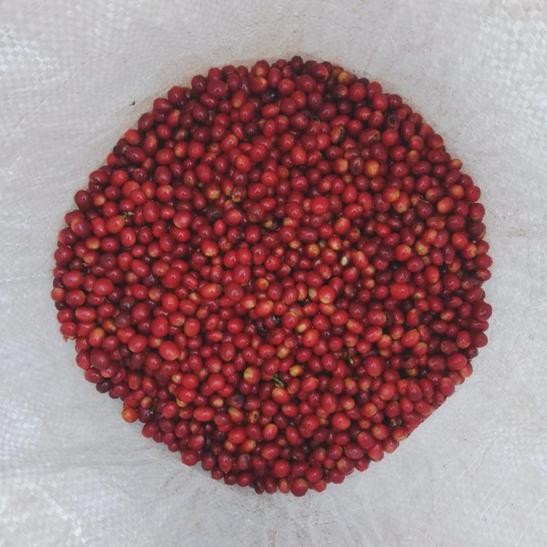 Grãos vermelhos de fruto de café