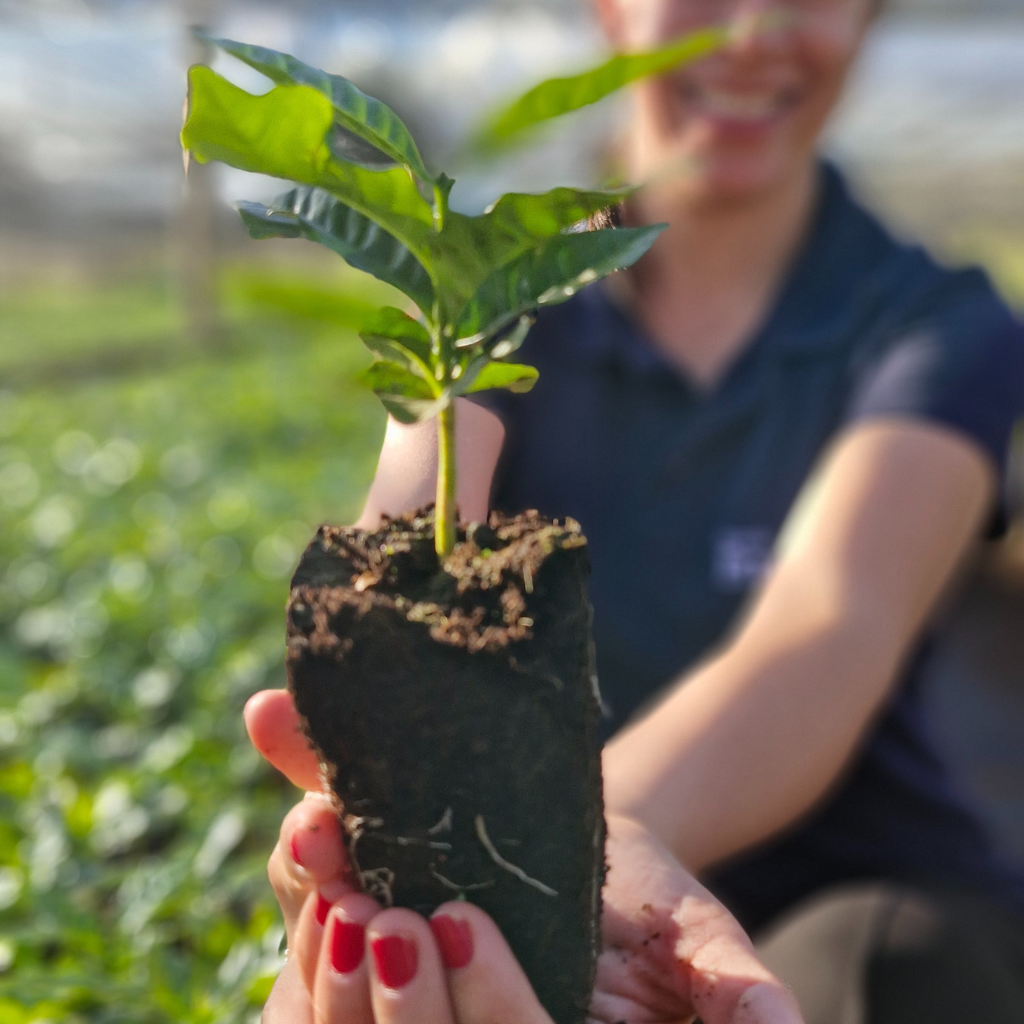 Mulher segurado muda de café na plantação