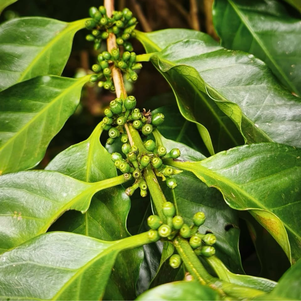 Café da Robertinha 250g