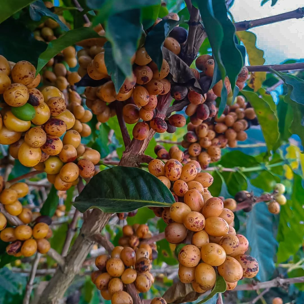 Café Sítio Alto da Bella 250g