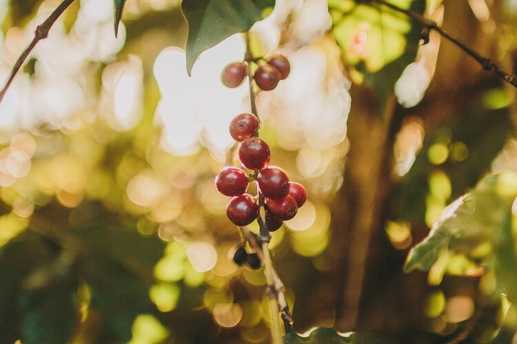 fruto de café na cor vermelha.