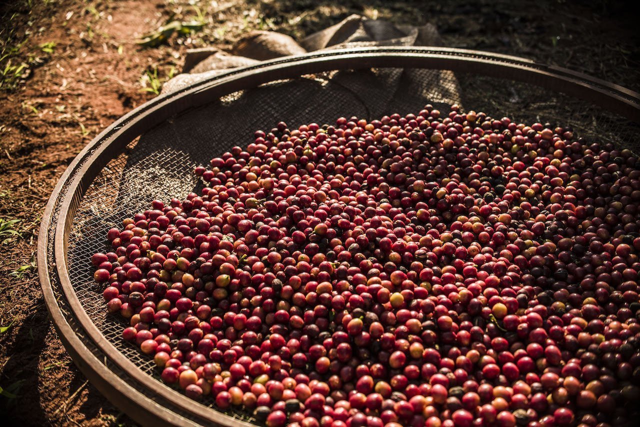 Conheça algumas diferenças entre o café conilon e o café arábica