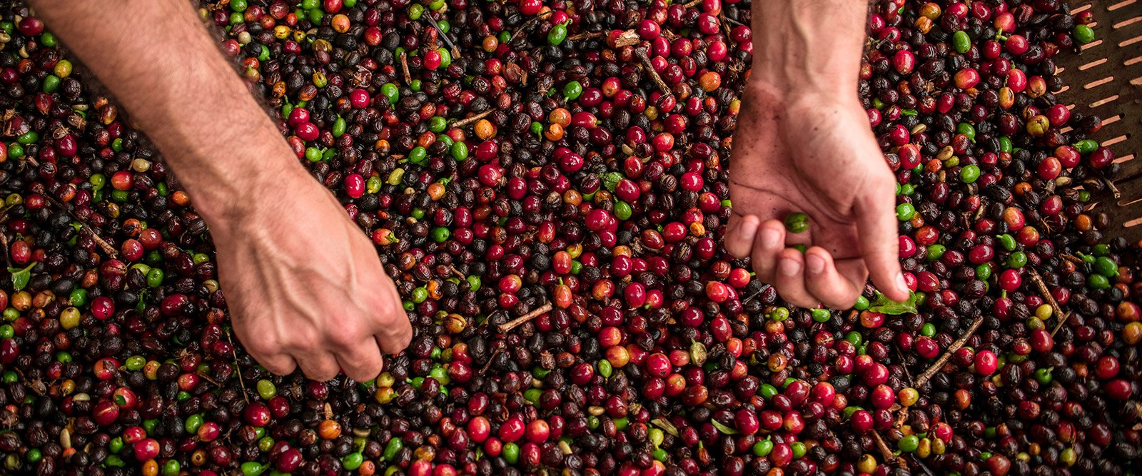 Saiba quais as diferenças entre os cafés conilon e arábica e como são  consumidos, Grão Sagrado