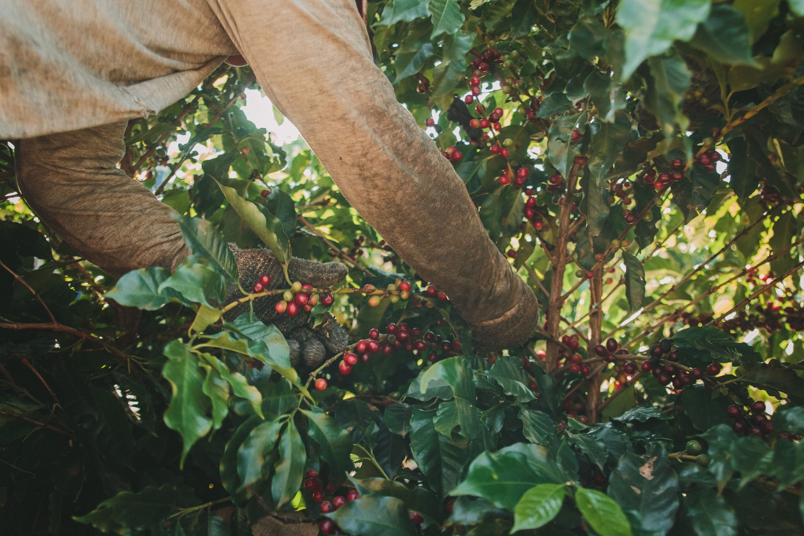 Pessoa colhendo o grão do terroir de café proveniente de Minas Gerais.