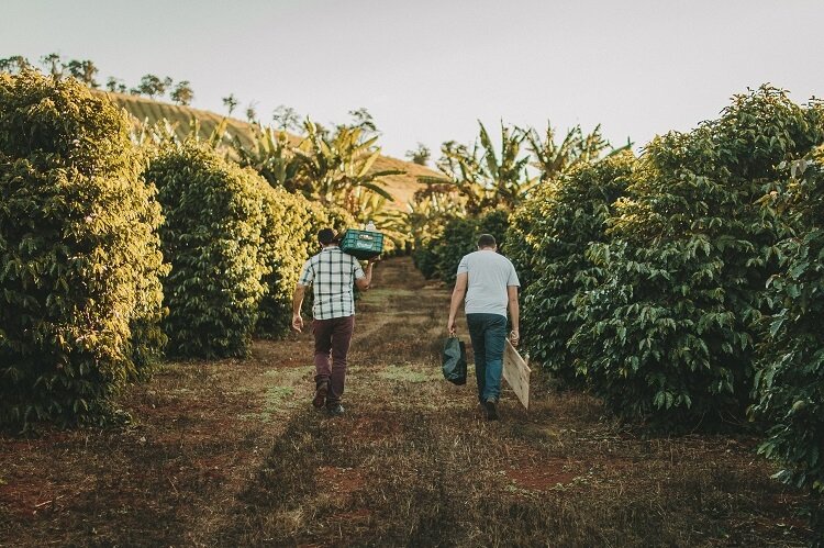 Dois homens carregando sacos de café nas costas em uma plantação do grão.