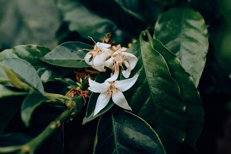 Flor de cinco pétalas brancas pequenas.