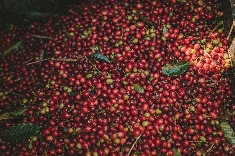 Grãos de café no chão junto com folhas e galhos. Cores predominantes são o vermelho, com alguns tons de verde e amarelo.